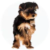 Silky Terrier Puppies For Sale