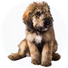 Whoodle Puppies For Sale