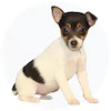Toy Fox Terrier Puppies For Sale