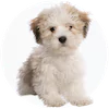 TeddyBear Puppies For Sale