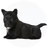 Scottish Terrier Puppies For Sale