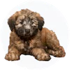 Soft Coated Wheaten Puppies For Sale