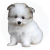 Maltipom Puppies For Sale