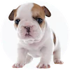 Mini Bulldog Puppies For Sale