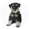 Mini Schnauzer Puppies For Sale