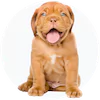 French Mastiff Puppies For Sale