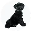 Giant Schnoodle Puppies For Sale