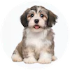 Havachon Puppies For Sale