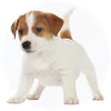 Jack Russell Terrier Puppies For Sale