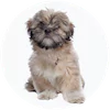 Lhasa Apso Puppies For Sale