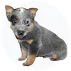 Australian Cattledog Puppies For Sale