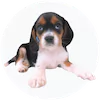 Beaglier Puppies For Sale