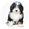 Bernedoodle Puppies For Sale