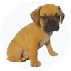 Bullpuggle Puppies For Sale
