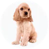Cocker Spaniel Puppies For Sale