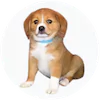 Shi-Beagle Puppies For Sale
