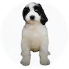 Bernardadoodle Puppies For Sale