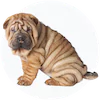 Bull-Pei Puppies For Sale