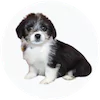 Corgipoo Puppies For Sale