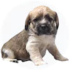French Bull Tzu Puppies For Sale