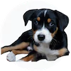 Greater Swiss Mountain Dog Puppies For Sale