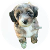 Mini Aussiepoo Puppies For Sale