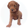 Mini Irishpoo Puppies For Sale