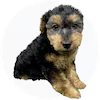 Welsh Terrier Puppies For Sale