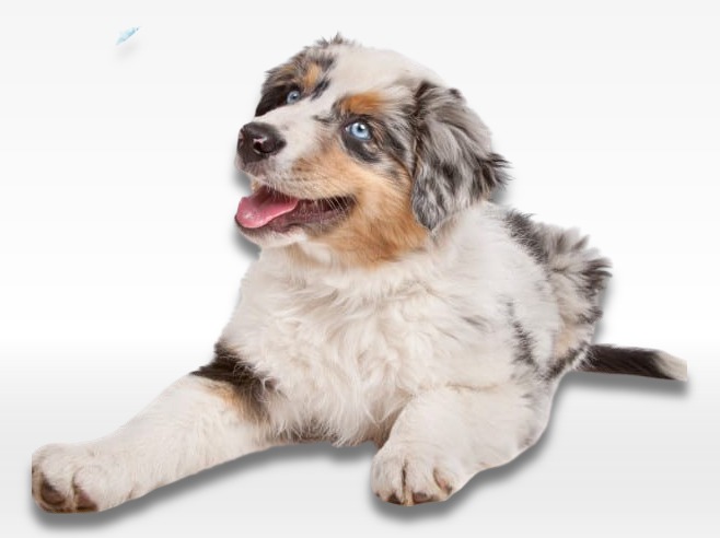 Australian Shepherd Puppy For Sale