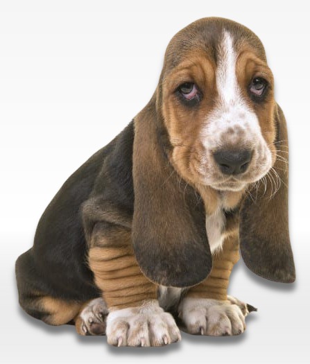 Basset Hound Puppy