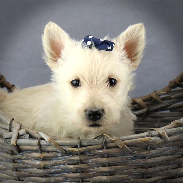 Scottish Terrier Puppy For Sale