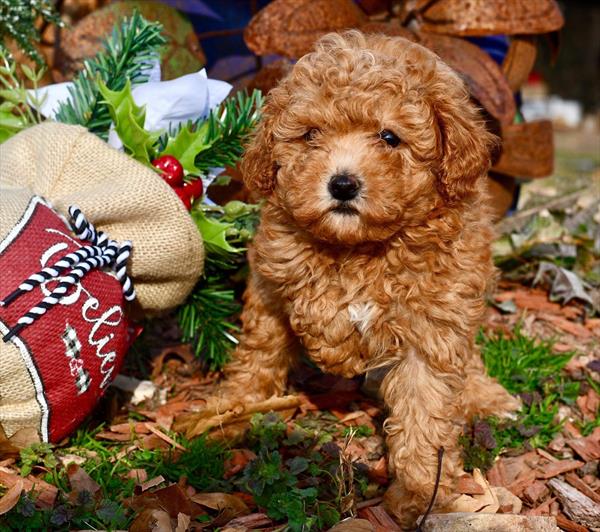 Poodle Puppy For Sale