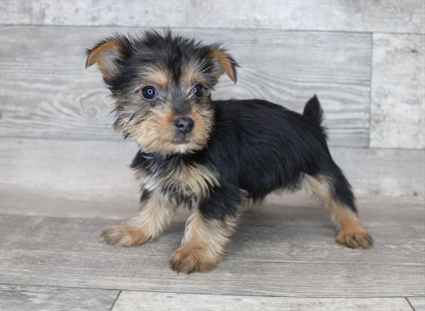 Silky Terrier Puppy For Sale