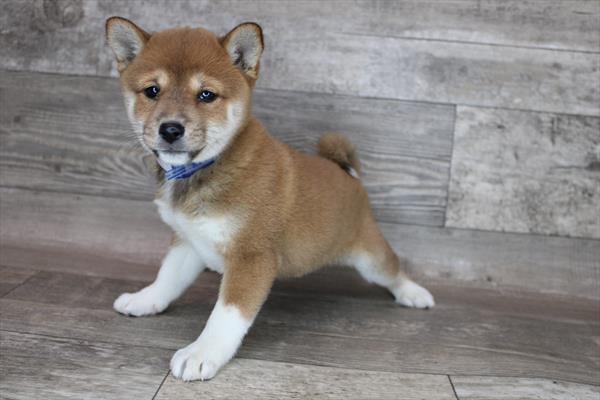 Shiba Inu Puppy For Sale