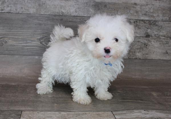 Maltese Puppy For Sale