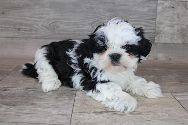 Shih Tzu Puppy For Sale