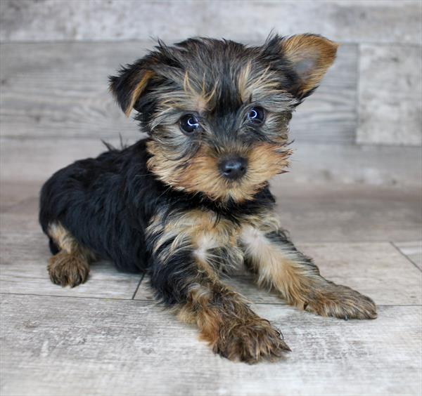 Yorkshire Terrier Puppy For Sale
