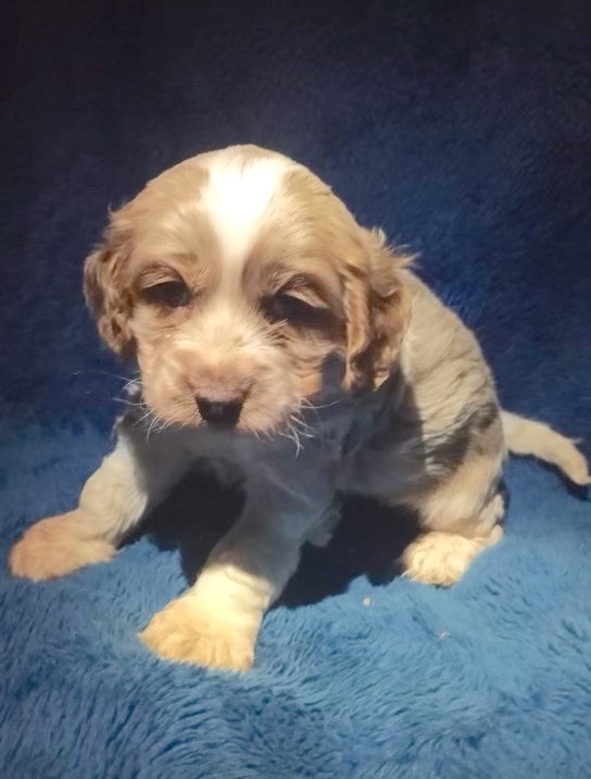 Cockapoo Puppy For Sale