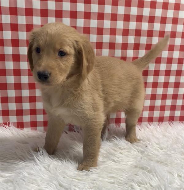 Golden Retriever Puppy For Sale