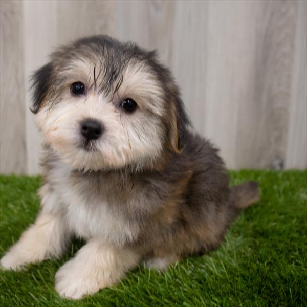 Havanese Puppy For Sale