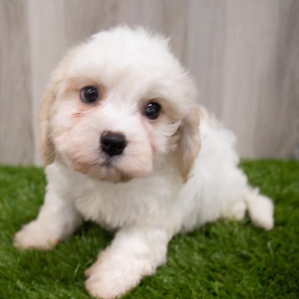Cavachon Puppy For Sale