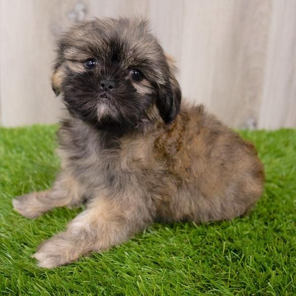 Shih Tzu Puppy For Sale