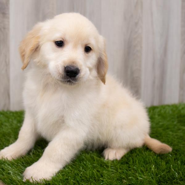 Golden Retriever Puppy For Sale