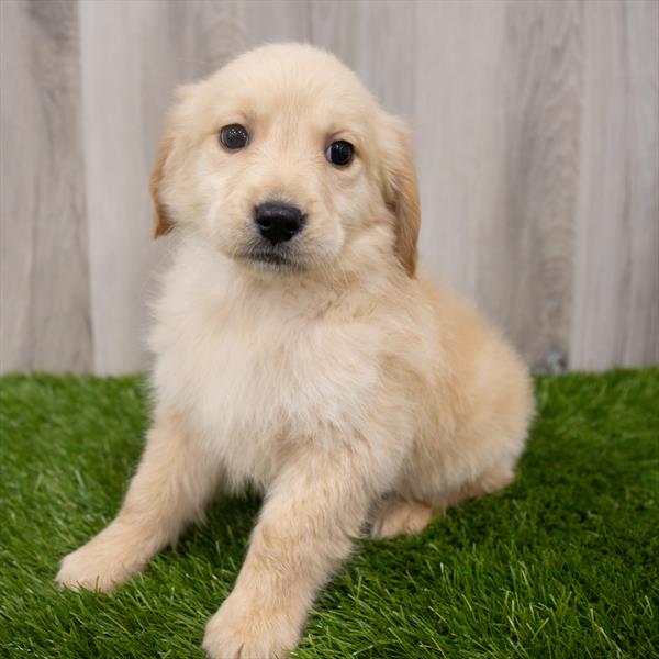 Golden Retriever Puppy For Sale
