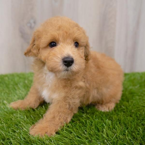 Poodle Puppy For Sale