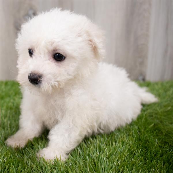 Bichon Frise Puppy For Sale