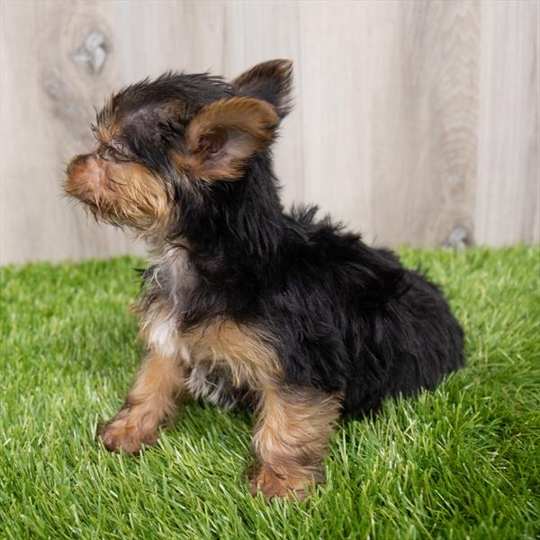 Yorkshire Terrier Puppy For Sale