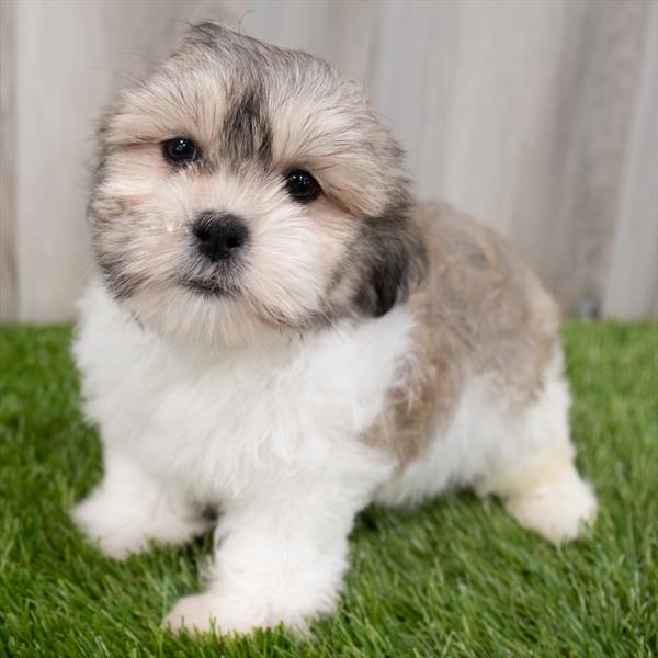 Malshi Puppy For Sale