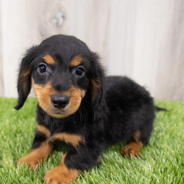 Dachshund Puppy For Sale