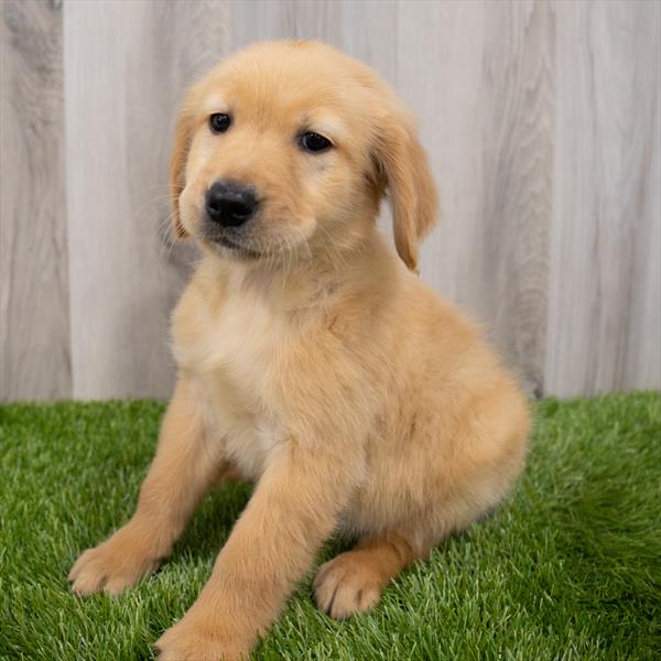Golden Retriever Puppy For Sale